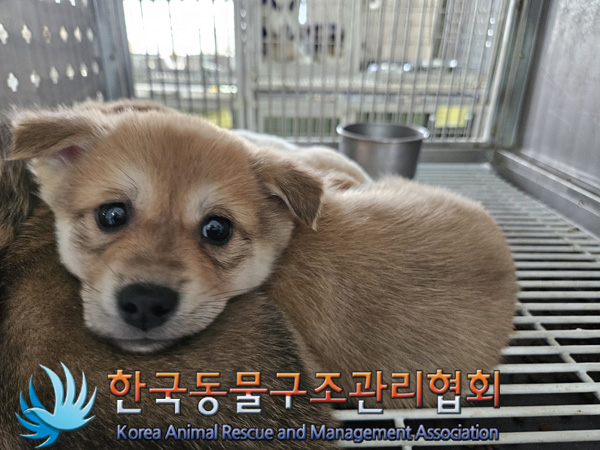 한국동물구조관리협회_441560202401407